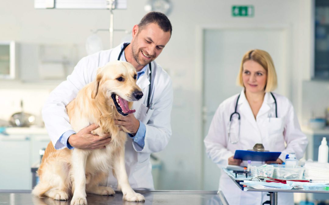 Increase Brand Awareness and Consideration During Pet Care Discussions